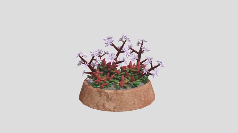 Large Azure Stonecrop Succulent in Pot