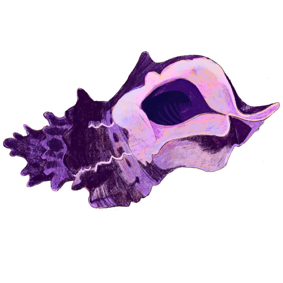 A purple murex shell