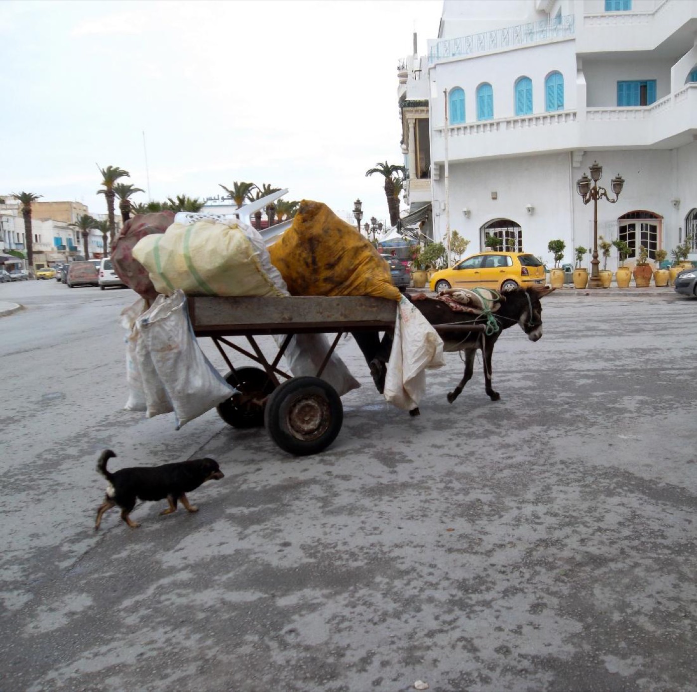 Figure 1: Donkey cart in the Cape Bon peninsula. Photo by Verity Cridland, CC BY 2.0, via Wikimedia Commons.