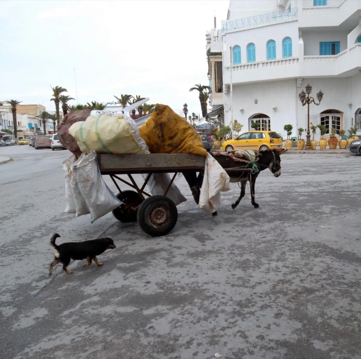 Figure 1: Donkey cart in the Cape Bon peninsula. Photo by Verity Cridland, CC BY 2.0, via Wikimedia Commons.